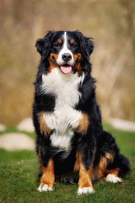 doggy big|45 Best Large Dog Breeds .